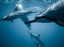 张宁CBA高光时刻回顾，对阵天津爆砍39分8篮板4助攻